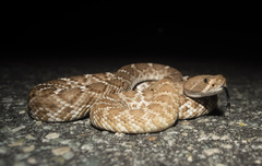 Crotalus ruber ruber