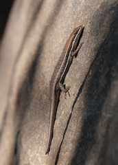 Trachylepis varia