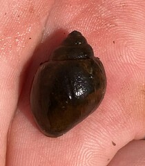 Campeloma geniculum