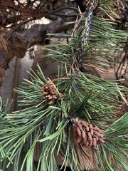 Pinus contorta contorta