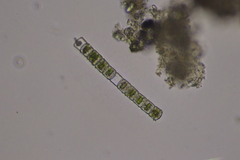Hyalotheca