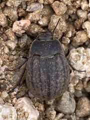 Pimeliinae