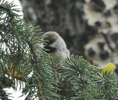 Poecile hudsonicus