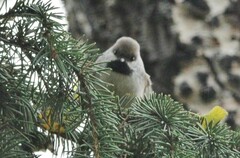 Poecile hudsonicus