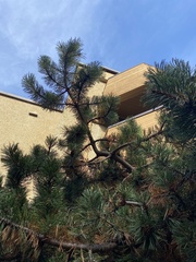 Pinus contorta contorta