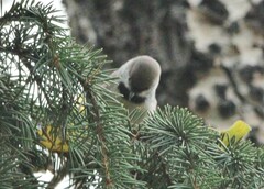 Poecile hudsonicus