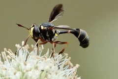 Physocephala sagittaria