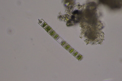 Hyalotheca