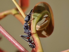 Myrmecia