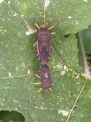 Anasa