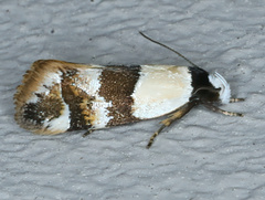 Euphiltra eroticella
