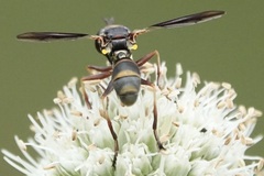 Physocephala sagittaria