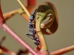 Myrmecia
