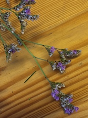 Limonium binervosum