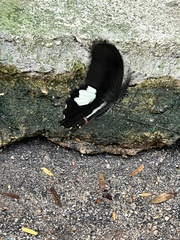 Papilio helenus