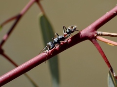 Myrmecia