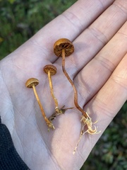 Gymnopilus fulgens
