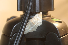 Melanolophia