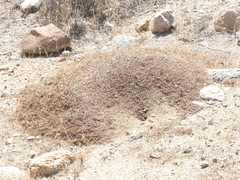 Veromessor pergandei