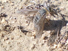 Poecilanthrax californicus