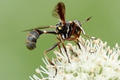 Physocephala sagittaria