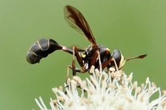 Physocephala sagittaria
