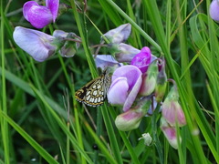 Heteropterus morpheus