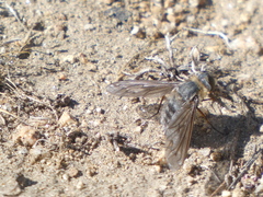 Poecilanthrax californicus