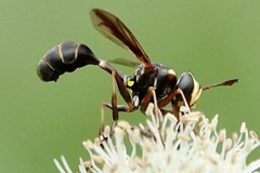 Physocephala sagittaria