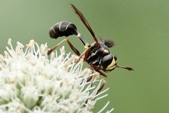Physocephala sagittaria
