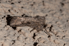 Protorthodes melanopis