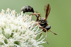 Physocephala sagittaria