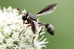 Physocephala sagittaria