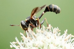 Physocephala sagittaria