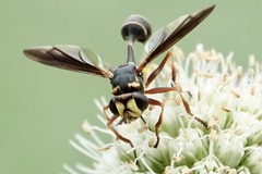 Physocephala sagittaria