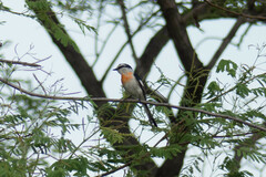 Pericrocotus albifrons