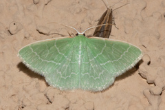 Synchlora aerata