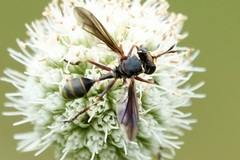 Physocephala sagittaria