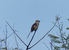 Pericrocotus albifrons