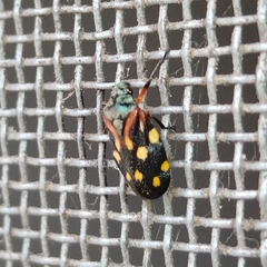 Isozulia christenseni