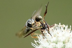 Physocephala sagittaria