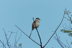 Pericrocotus albifrons