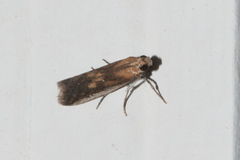 Honora montinatatella