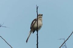 Pericrocotus albifrons