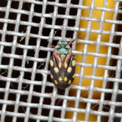 Isozulia christenseni