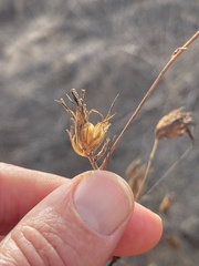 Cordylanthus rigidus