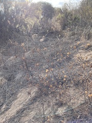 Cordylanthus rigidus