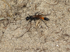 Ammophila sabulosa