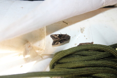 Euplexia benesimilis