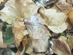 Erysiphe liriodendri